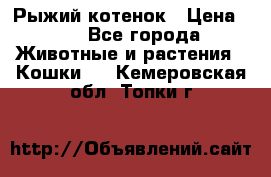 Рыжий котенок › Цена ­ 1 - Все города Животные и растения » Кошки   . Кемеровская обл.,Топки г.